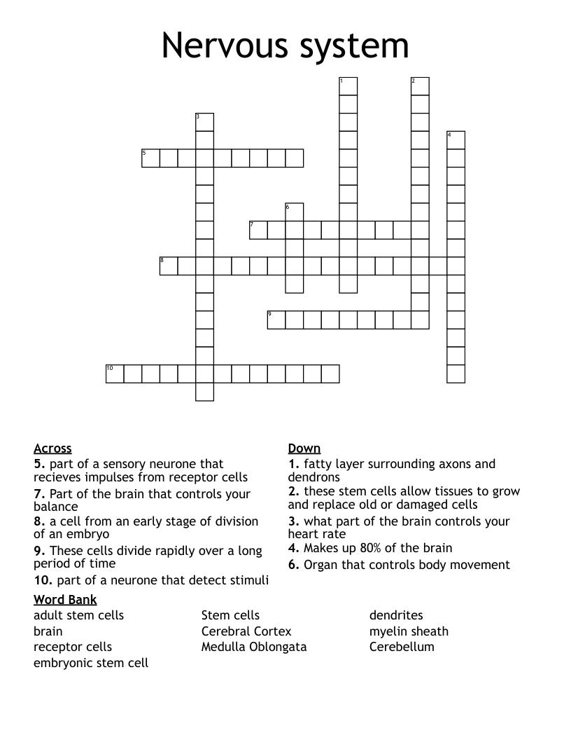 Nervous system Crossword