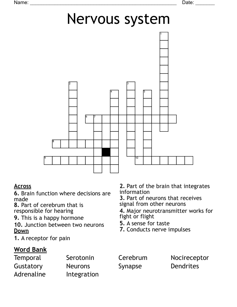 Nervous system Crossword