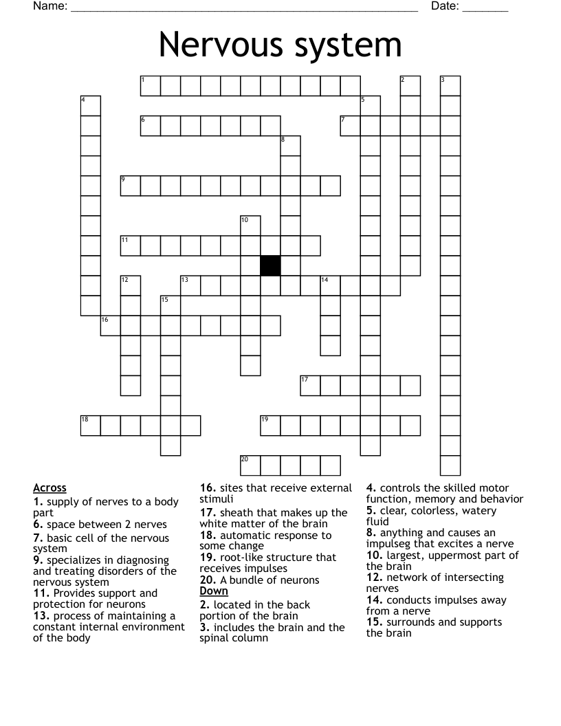Nervous system Crossword