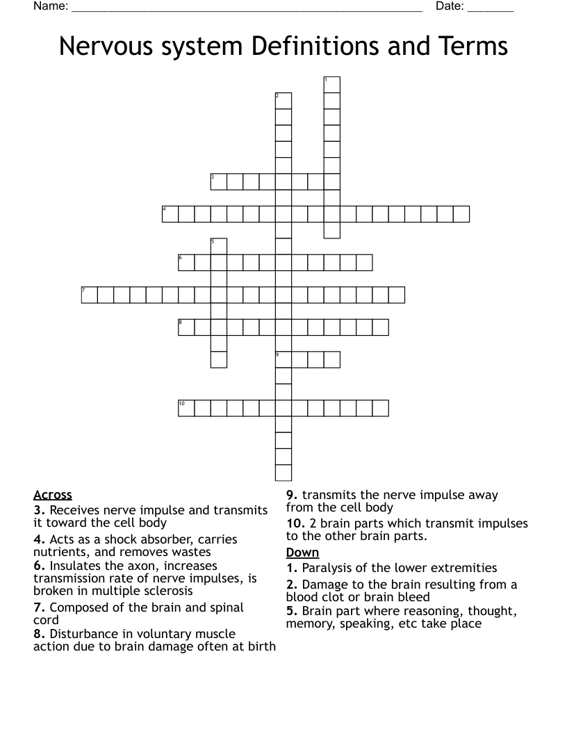 Nervous system Definitions and Terms Crossword