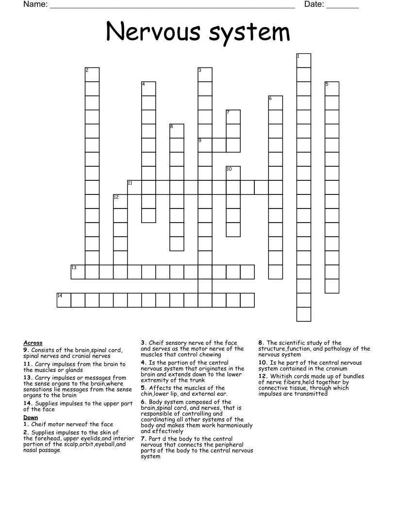 Nervous system  Crossword