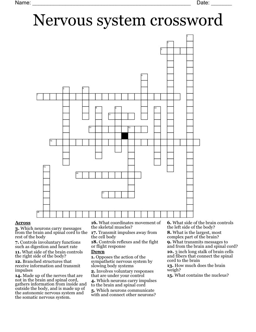 Nervous system crossword