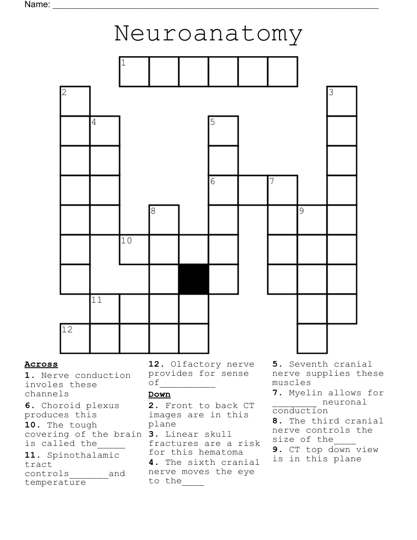 Neuroanatomy Crossword