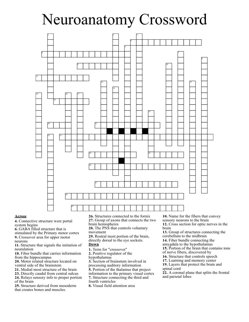 Neuroanatomy Crossword