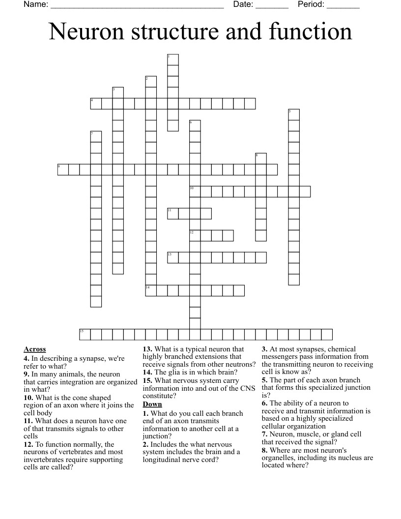 Neuron structure and function  Crossword