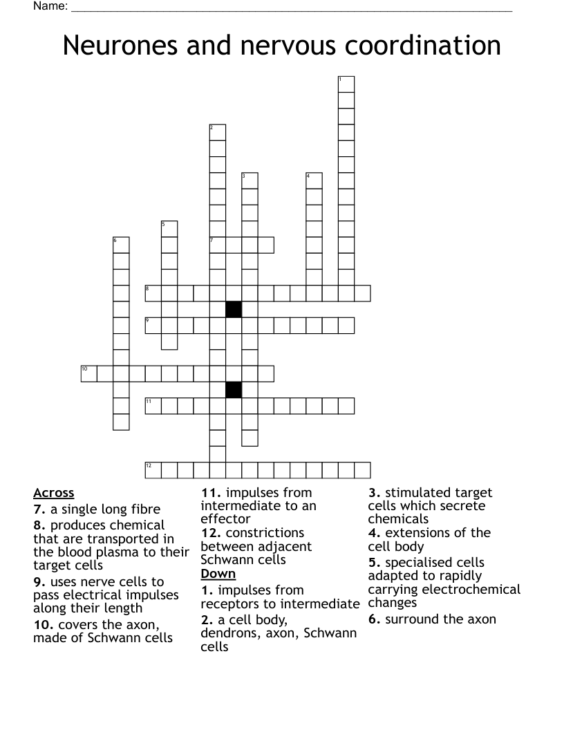 Neurones and nervous coordination  Crossword