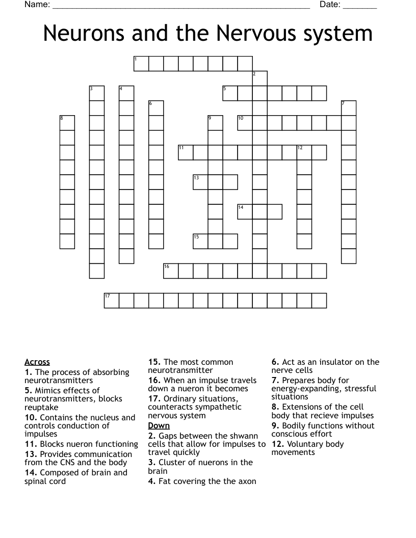 Neurons and the Nervous system Crossword