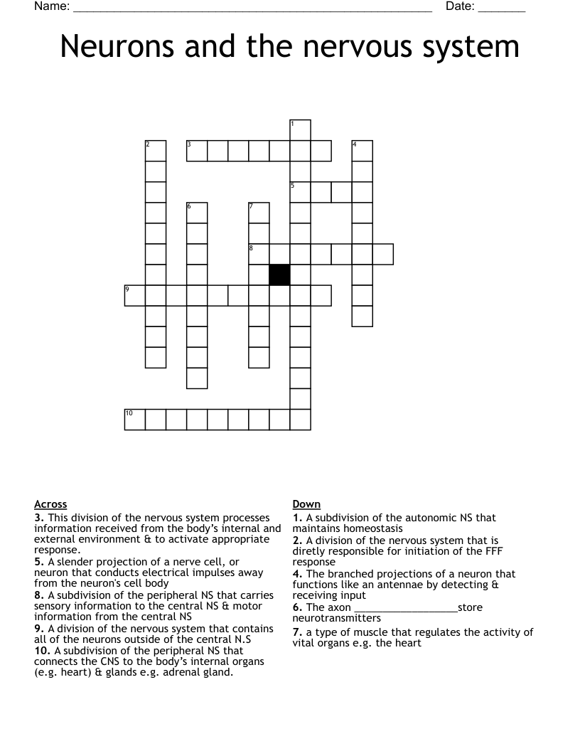 Neurons and the nervous system Crossword