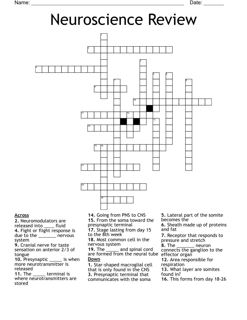 Neuroscience Review  Crossword