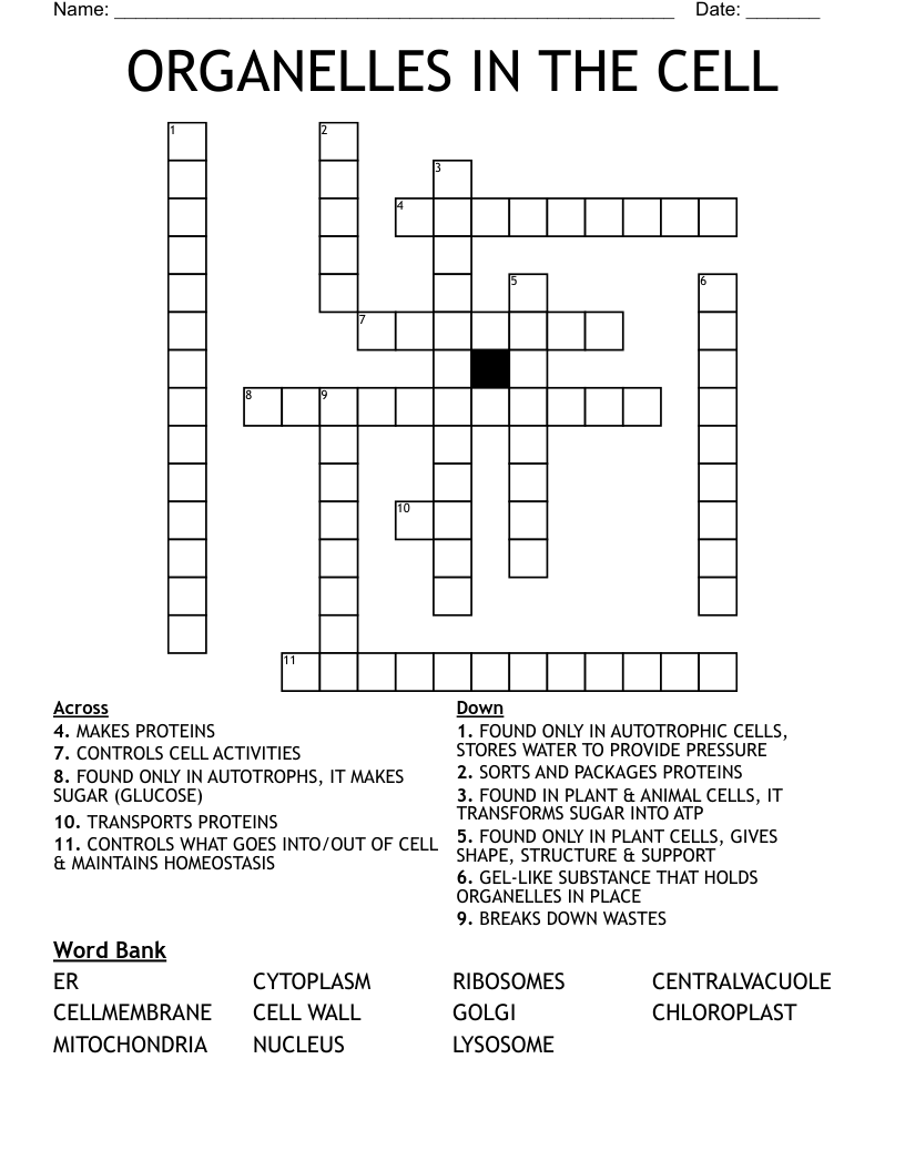 ORGANELLES IN THE CELL Crossword