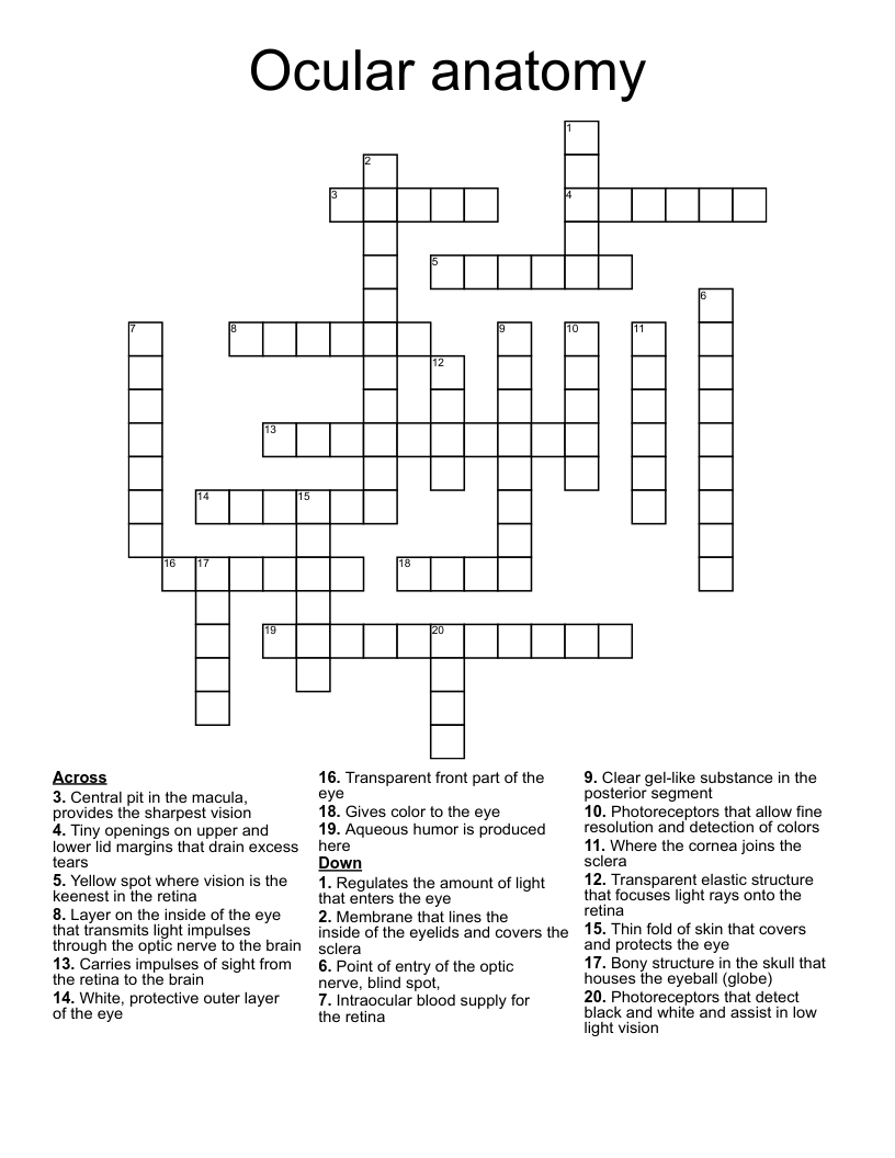 Ocular anatomy Crossword