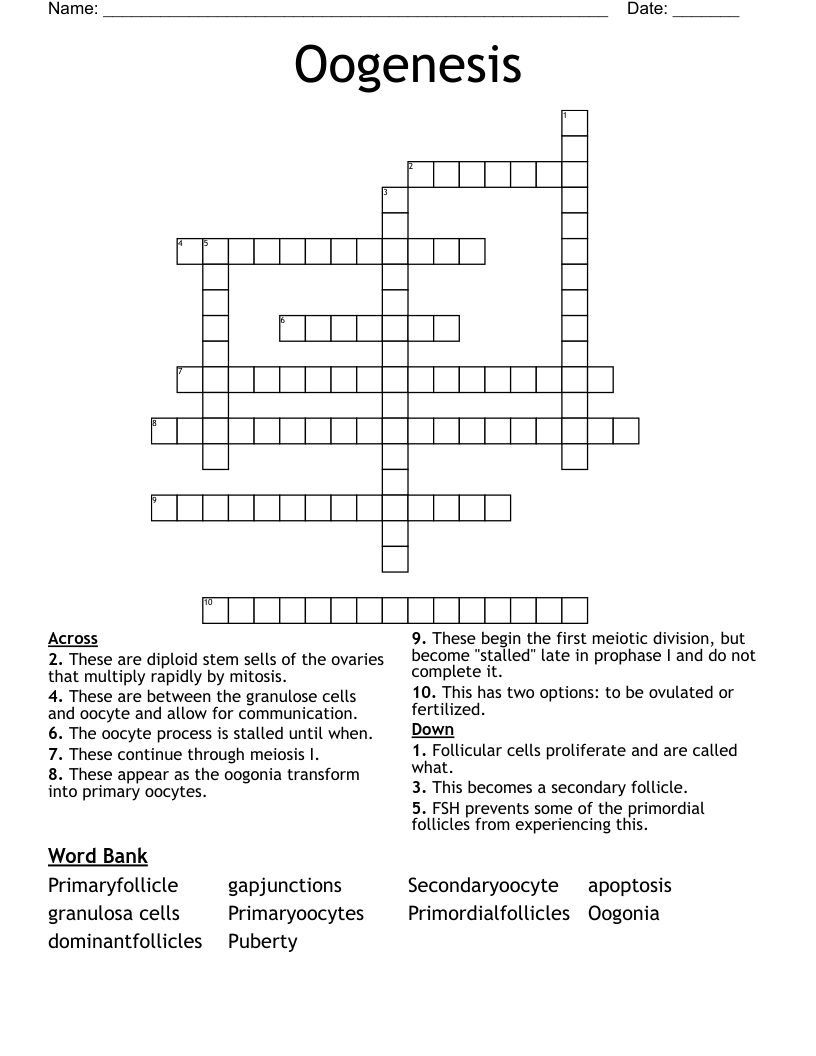 Oogenesis Crossword