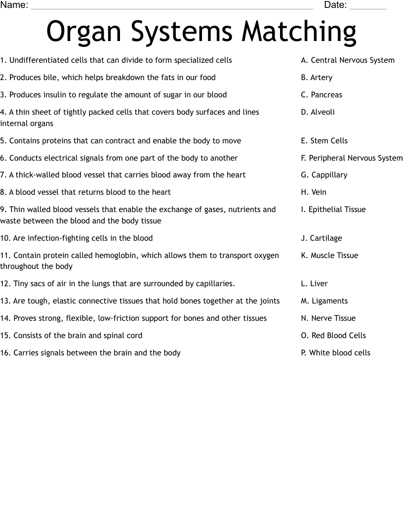 Organ Systems Matching Worksheet
