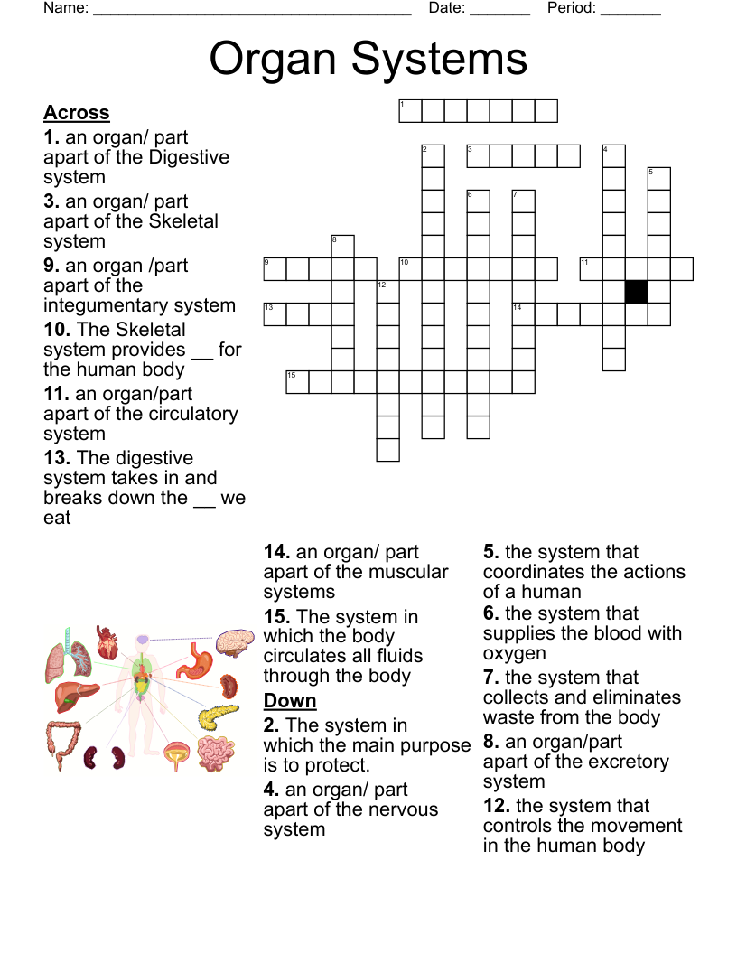 Organ Systems Crossword