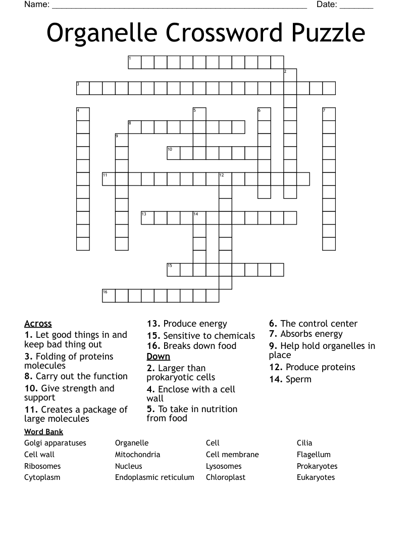 Organelle Crossword Puzzle 