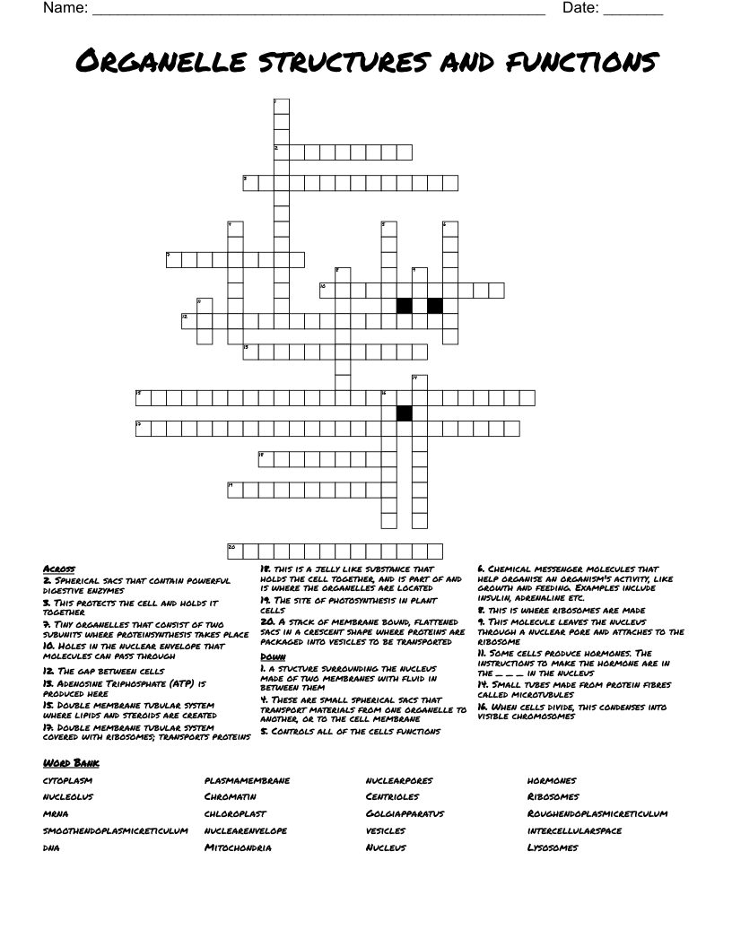 Organelle structures and functions Crossword