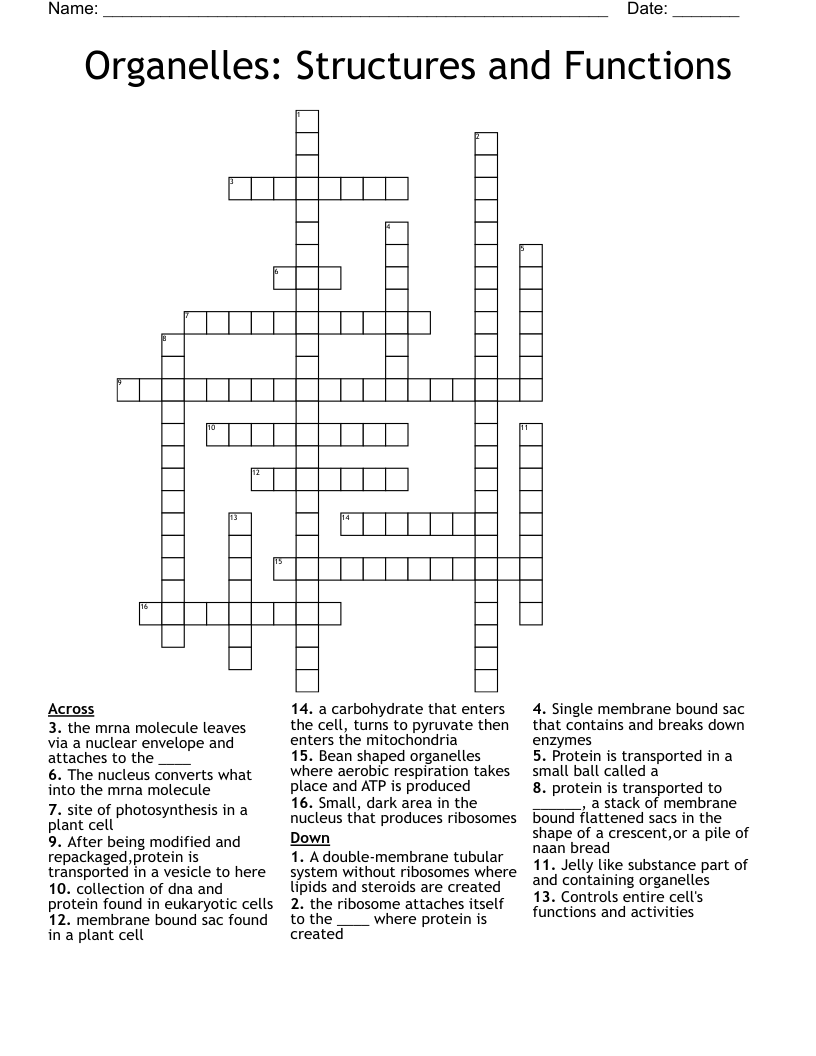 Organelles: Structures and Functions Crossword