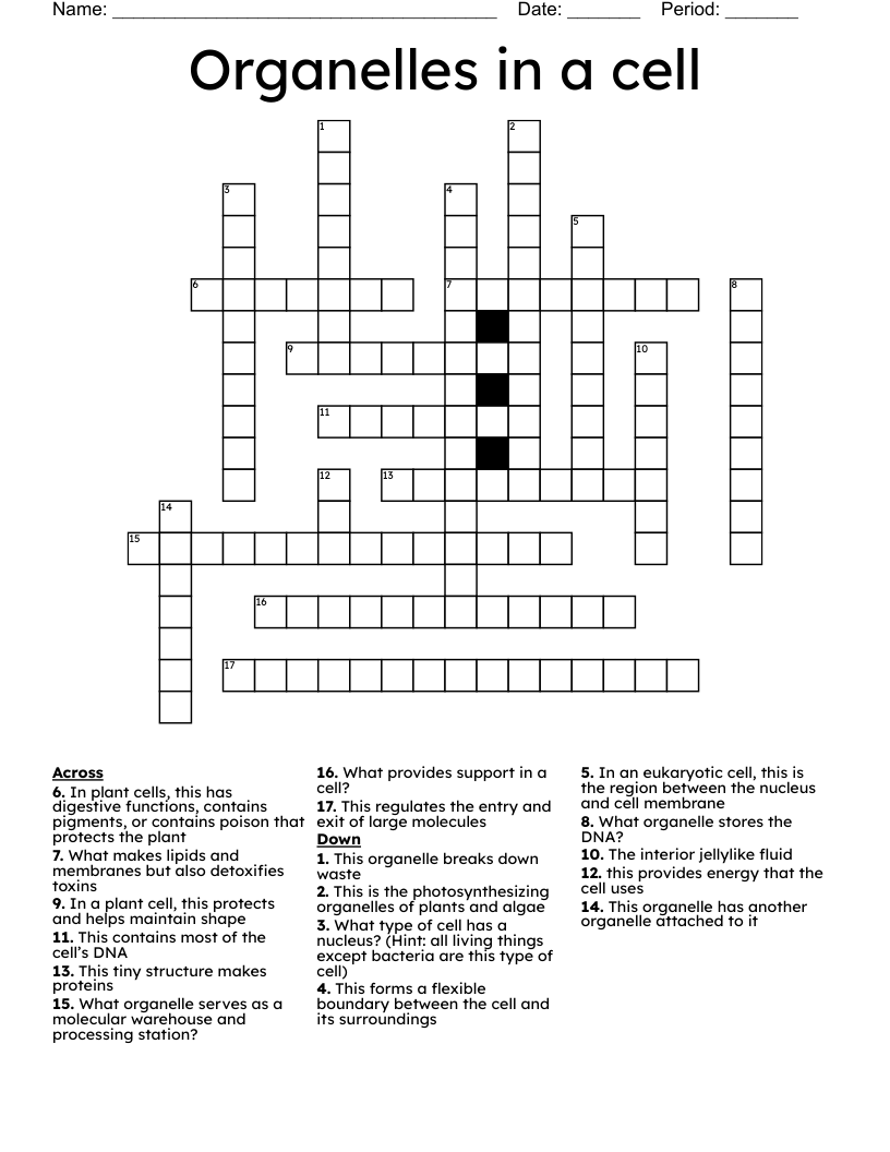Organelles in a cell Crossword