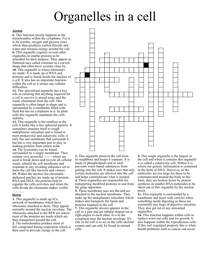 Organelles in a cell Crossword