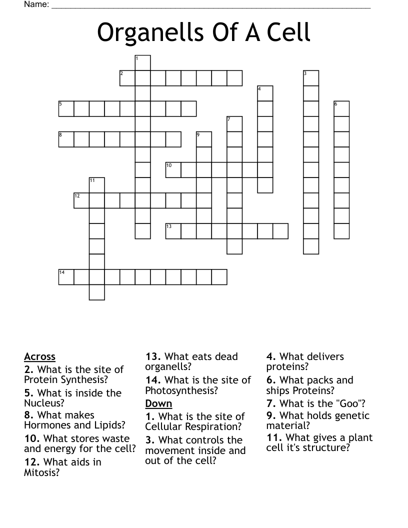 Organells Of A Cell Crossword