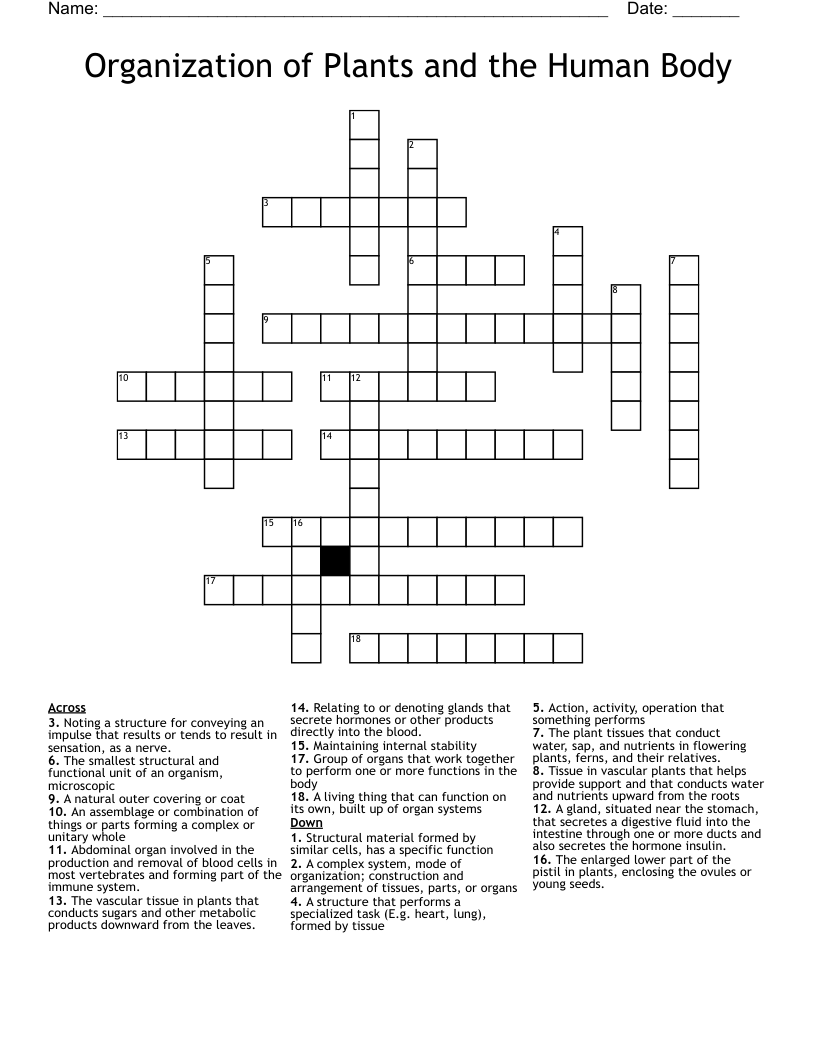 Organization of Plants and the Human Body Crossword