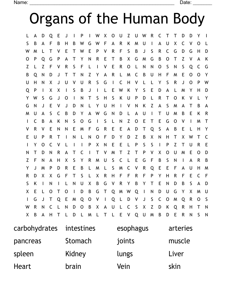 Organs of the Human Body Word Search