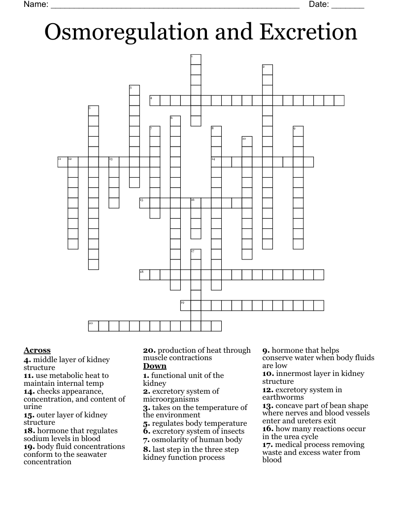 Osmoregulation and Excretion  Crossword