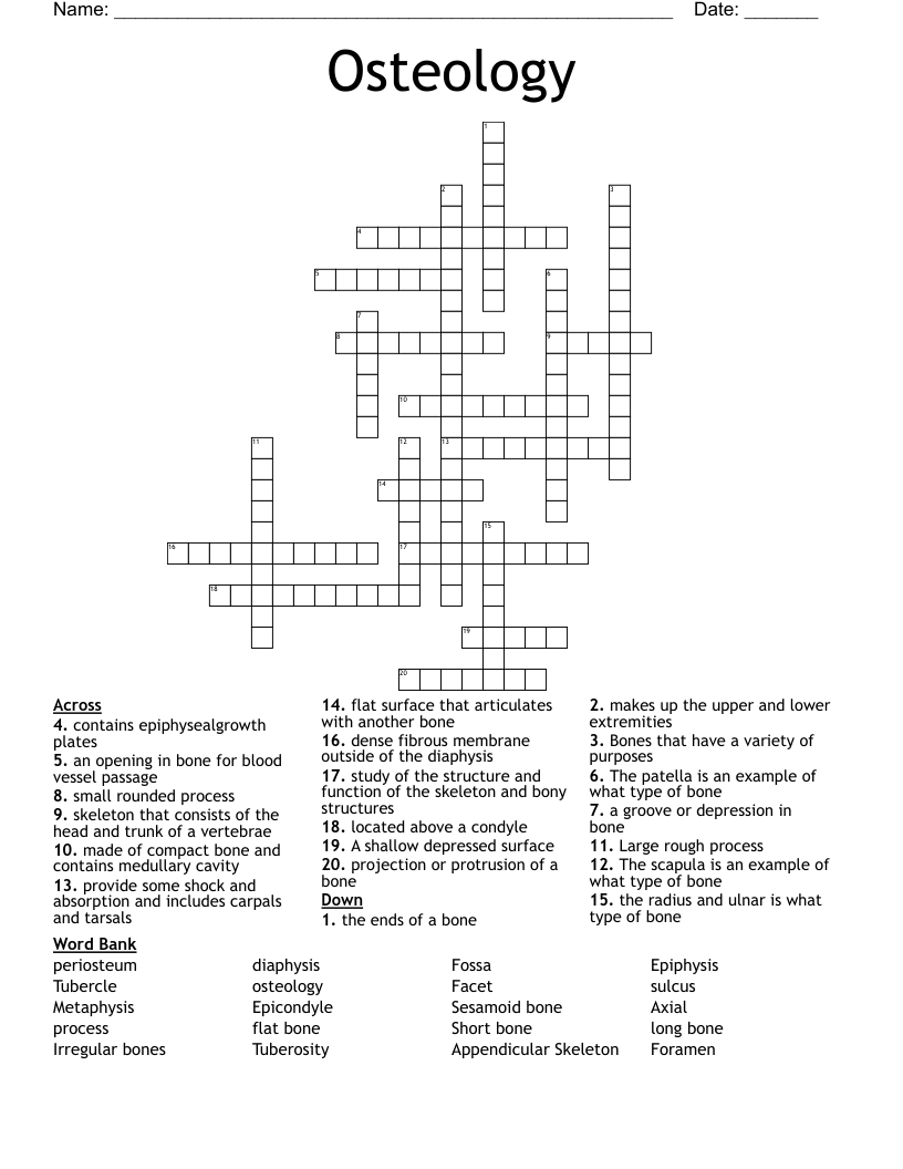 Osteology  Crossword