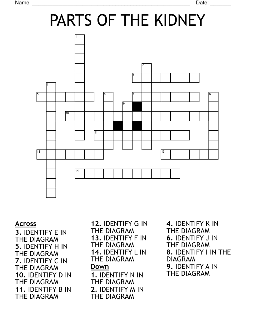 PARTS OF THE KIDNEY Crossword