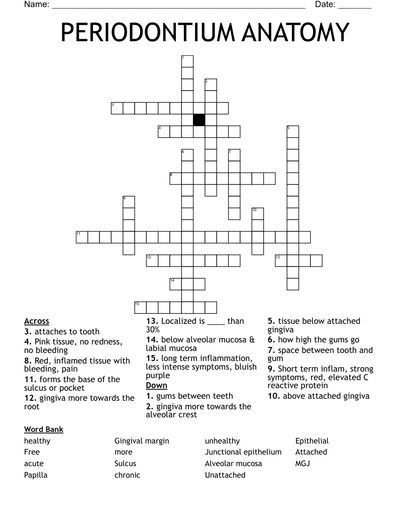 PERIODONTIUM ANATOMY Crossword