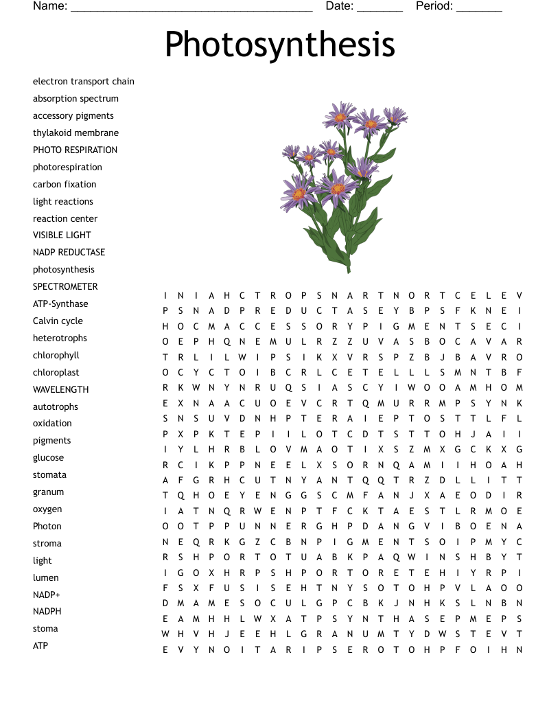 Photosynthesis  Word Search