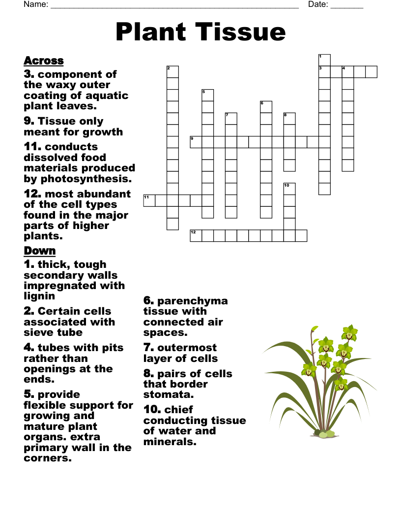 Plant Tissue Crossword