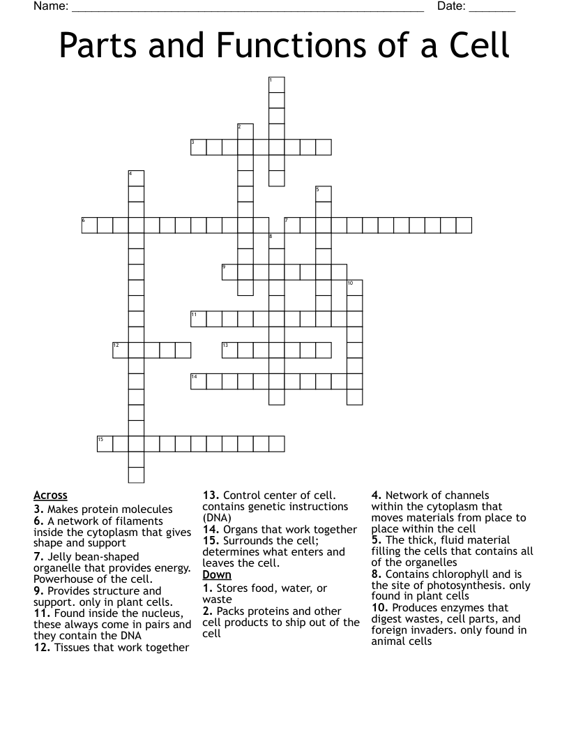 Parts and Functions of a Cell Crossword