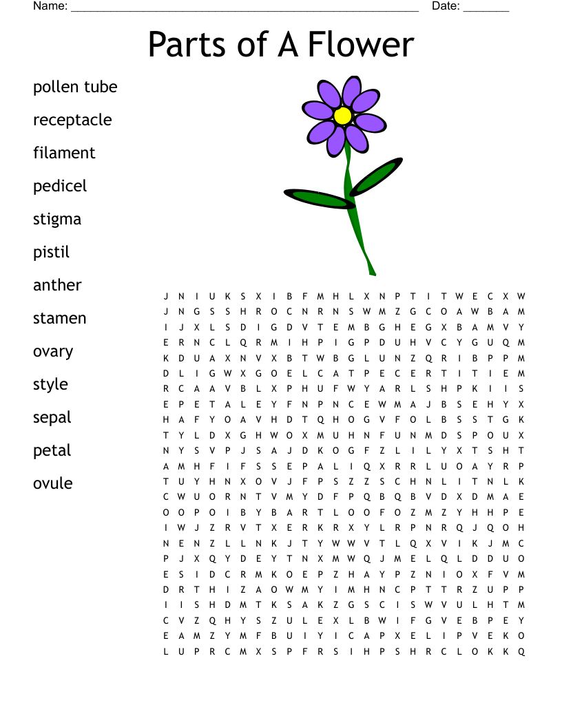 Parts of A Flower Word Search