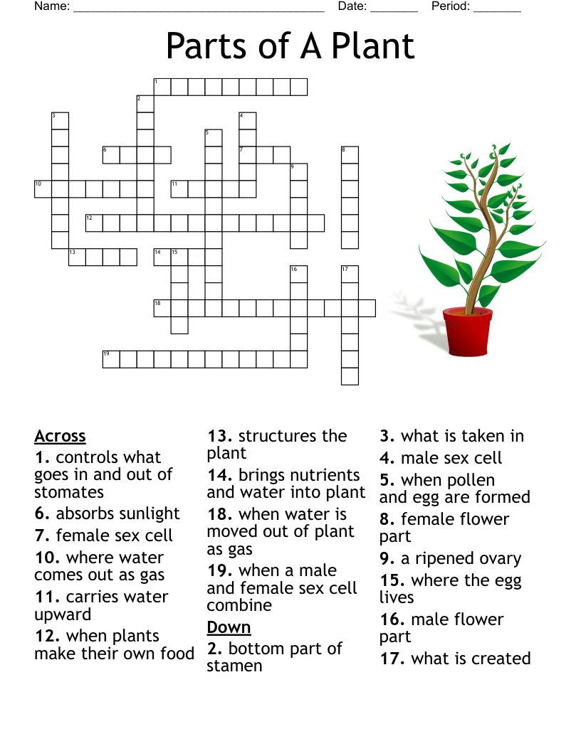 Parts of A Plant Crossword