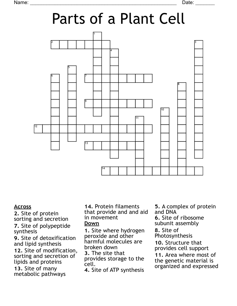 Parts of a Plant Cell Crossword