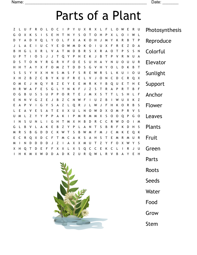 Parts of a Plant Word Search