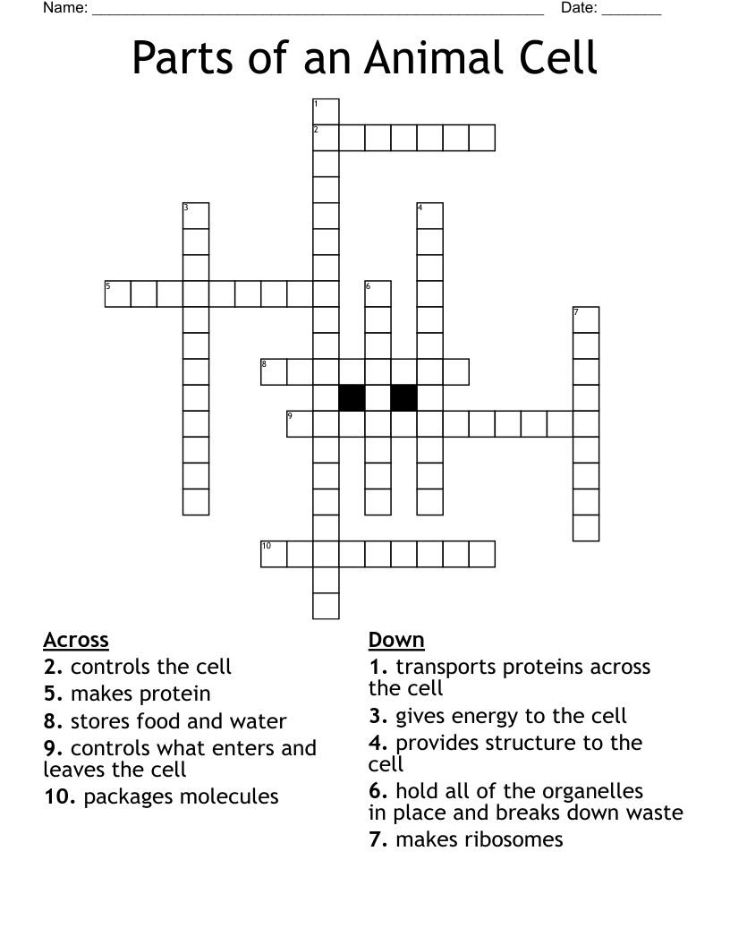 Parts of an Animal Cell Crossword