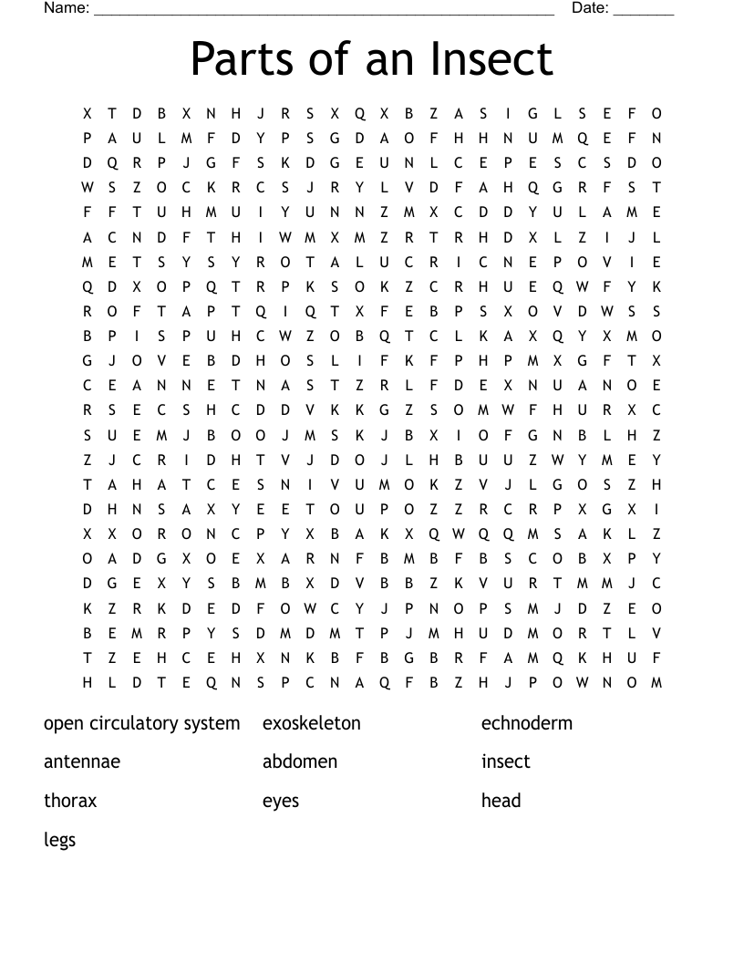 Parts of an Insect Word Search