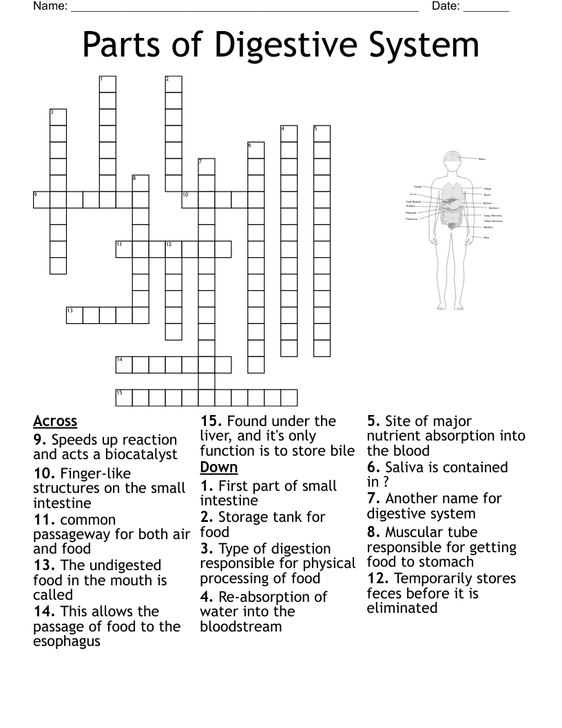 Parts of Digestive System Crossword