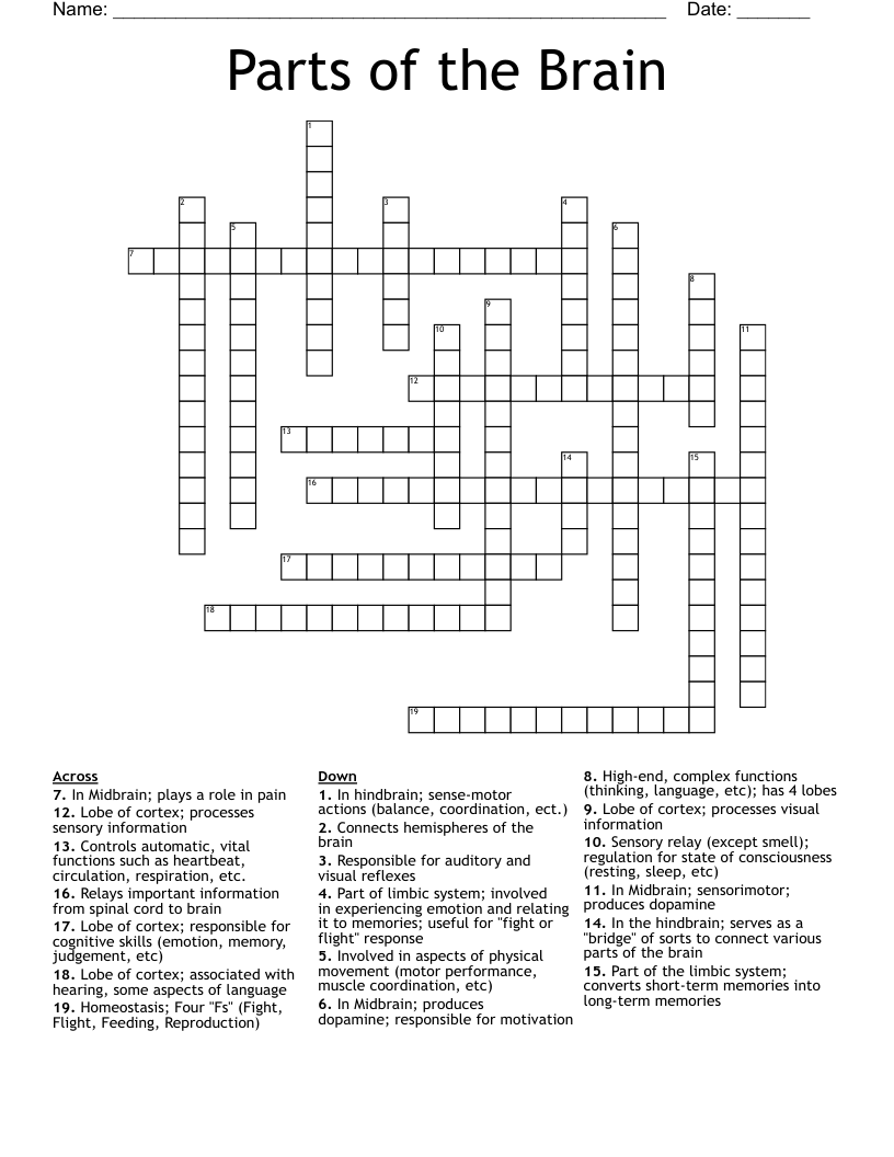Parts of the Brain Crossword