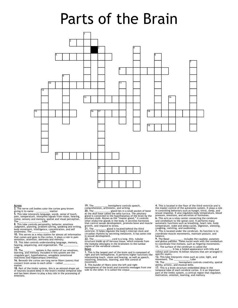 Parts of the Brain Crossword