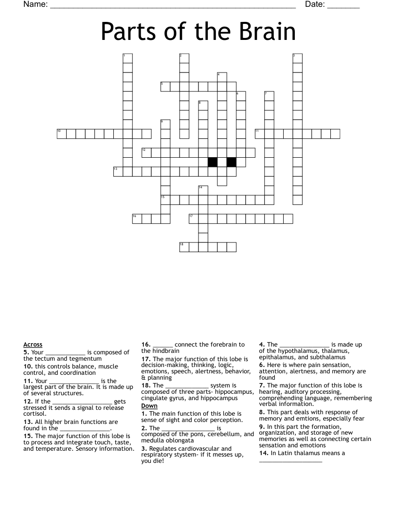 Parts of the Brain Crossword