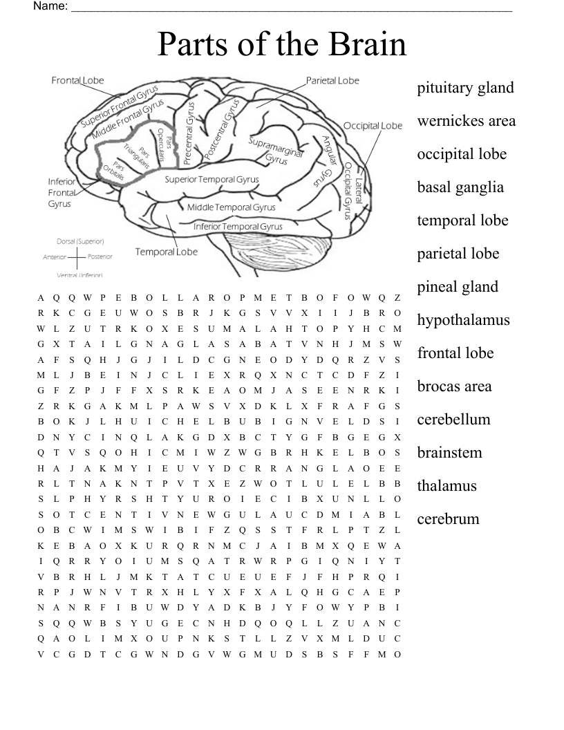 Parts of the Brain Word Search