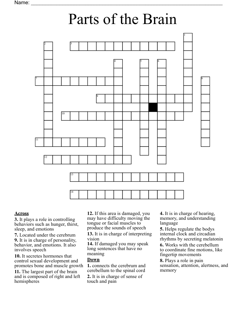 Parts of the Brain Crossword