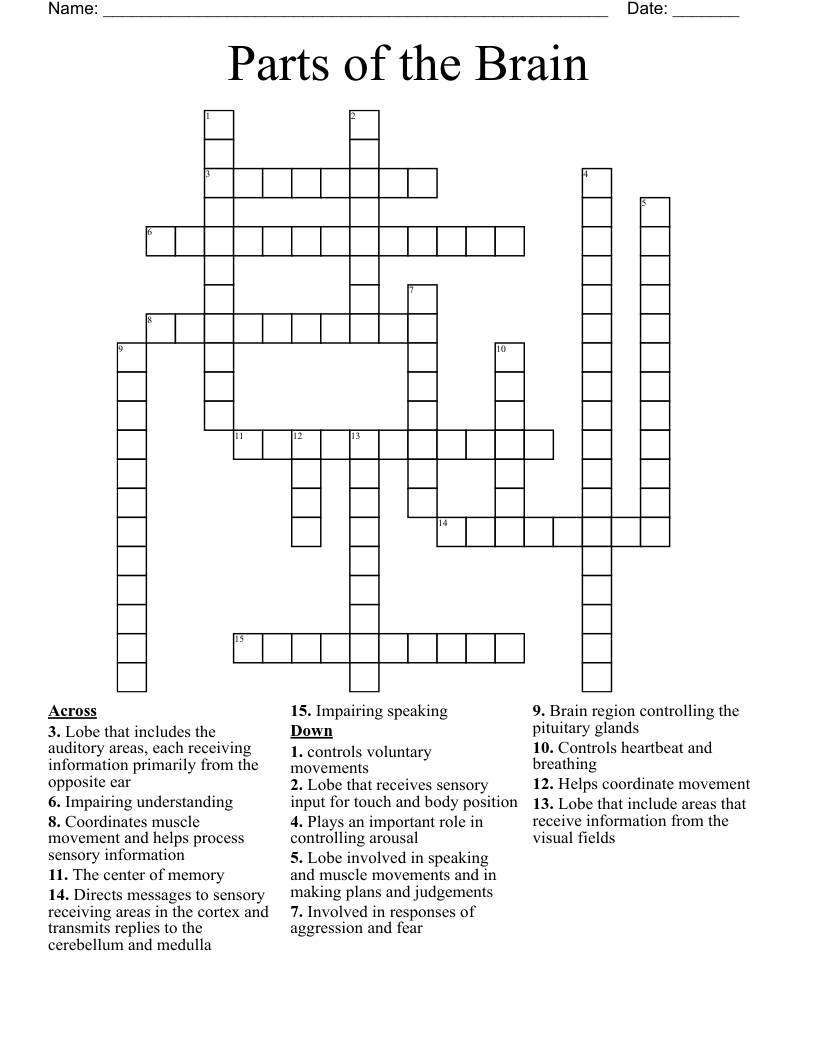 Parts of the Brain Crossword