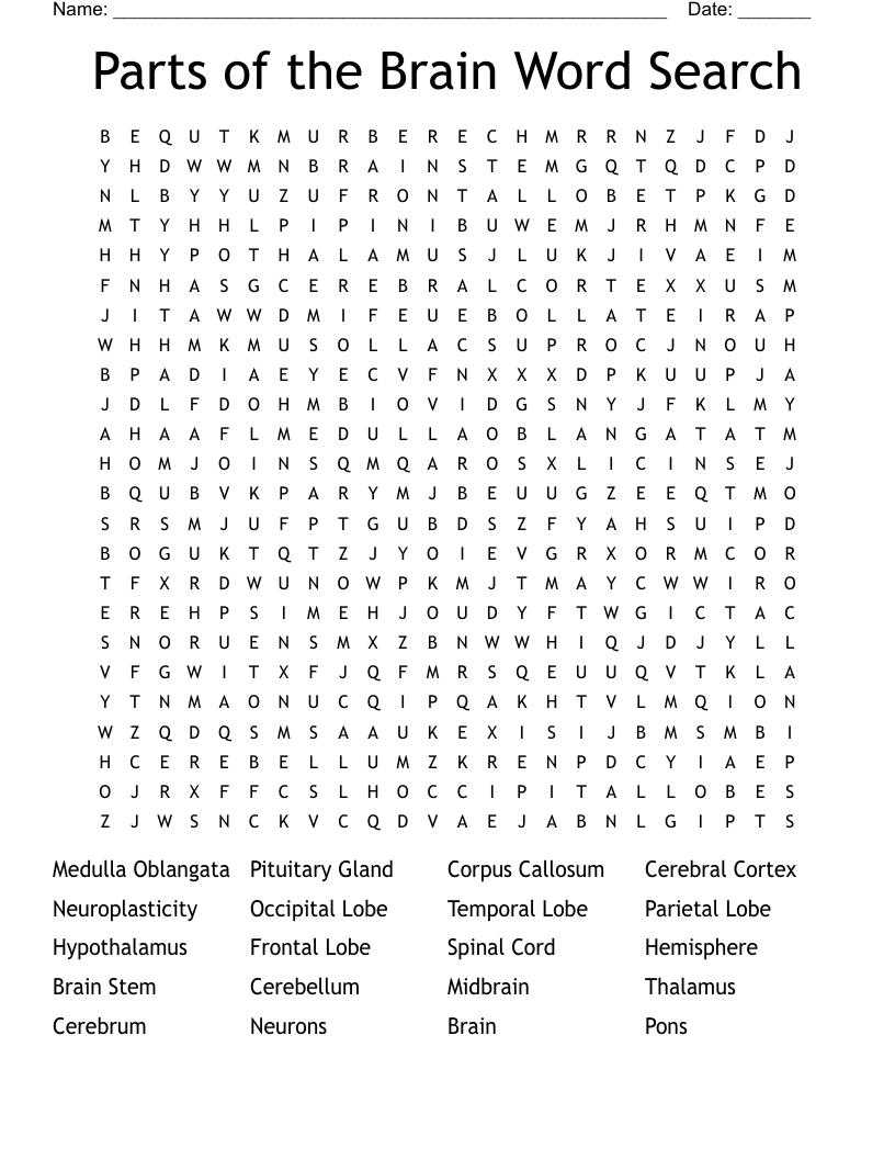 Parts of the Brain Word Search
