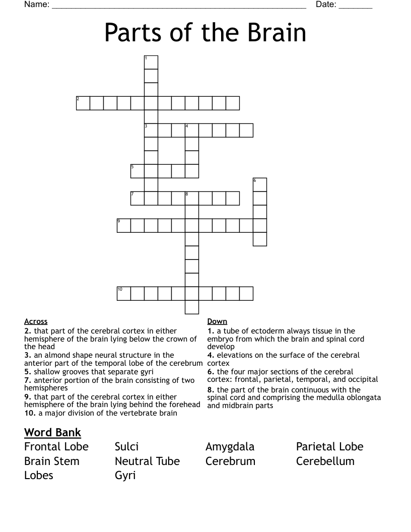 Parts of the Brain  Crossword