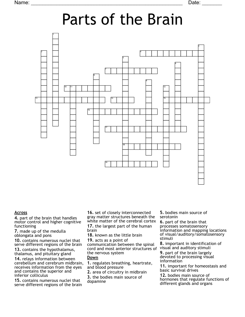 Parts of the Brain  Crossword