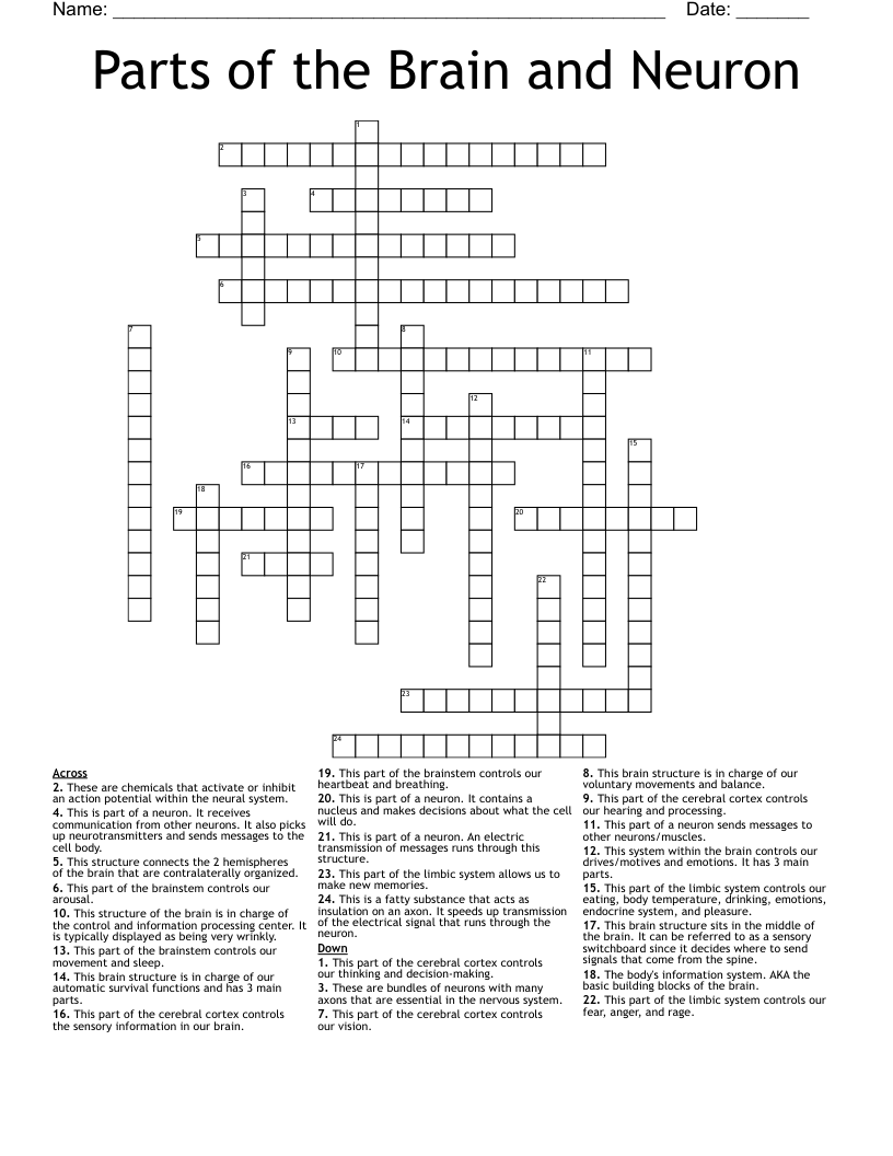 Parts of the Brain and Neuron Crossword